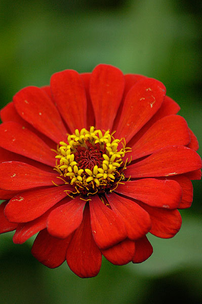 Flower on Ometepe