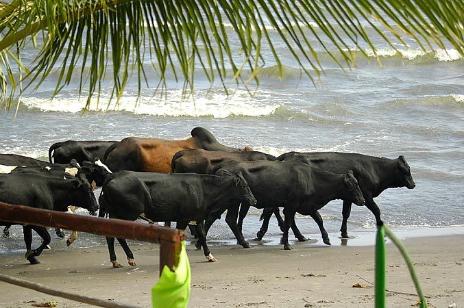 Cows walking along Playa Santo Domingo