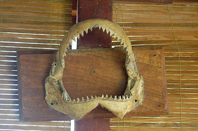 Jaws of a bullshark at a restaurant in Playa Santo Domingo.