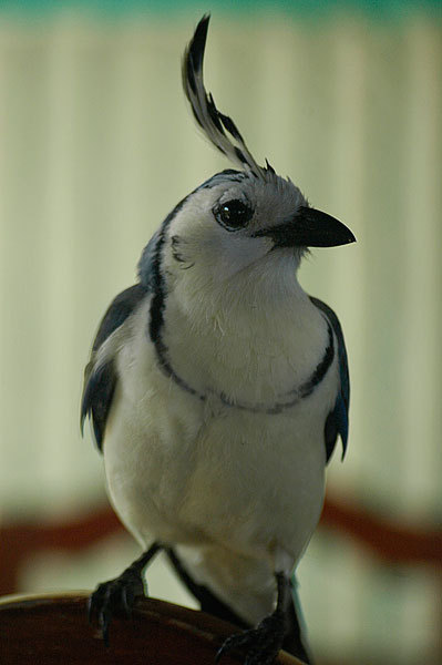 At Hotel Santo Domingo, the birds come to your table for scraps.