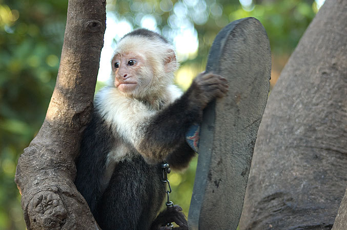 Kiko - the pet monkey at Monkey Island Hostel.