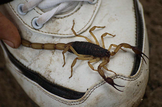 I found this scorpion on my wall in the morning.