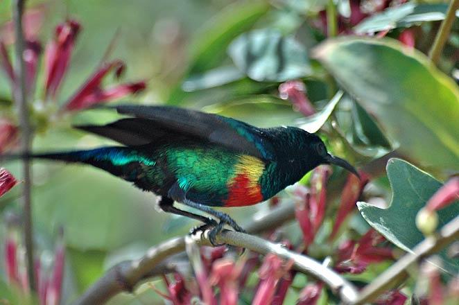 Birds of Omorate - Beautiful Sunbird