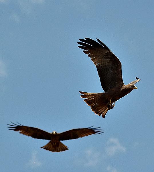 Birds of Omorate - Yellow Billed Kite