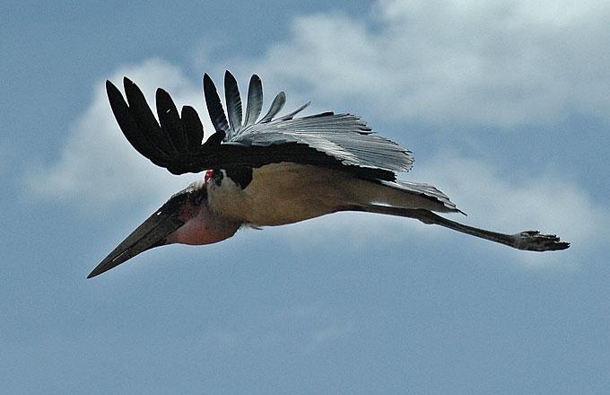As bizarre as they are walking around town, Marabou storks are even stranger flying overhead.