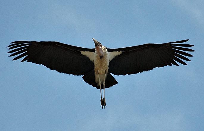 Marabou storks - looking very Pterodactyl like.