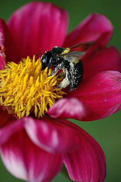 Bee on Flower - Addis Ababa