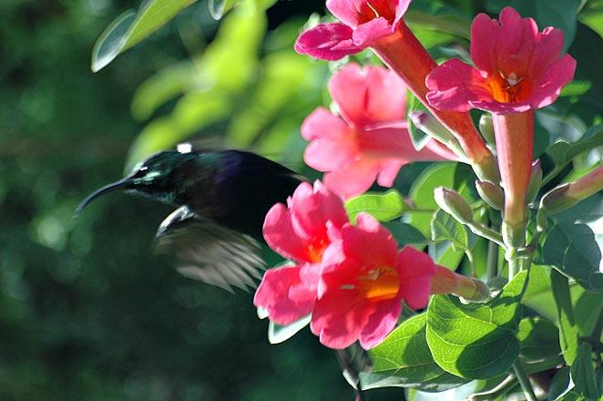 Bird and flowers - Addis Ababa