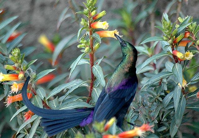 Bird and flowers - Addis Ababa