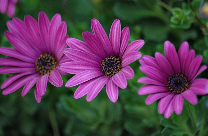 Flowers - Addis Ababa