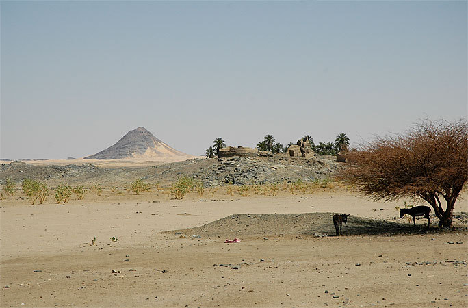 An abandoned house and some goats hiding in the shade.