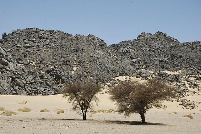 Views from the Bus - after hours of traveling desert, rocks and nothingness devoid of life these half dead trees came as a welcome surprise.
