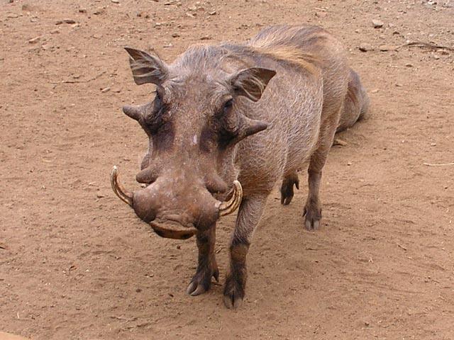 I thought that the warthogs were part of the park - but they just snuck through the fence to gobble up dropped food.
