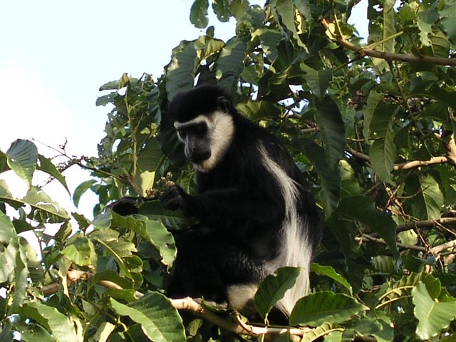 Colobus monkey at Lake Nkuruba