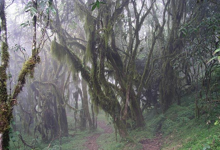 On the way up to Mt. Meru, the trail leads through the jungle amidst the clouds.