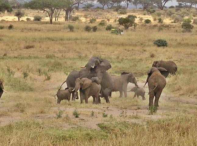 Nature at it's finest.  It was very loud, but most of the noise came from the other elephants.