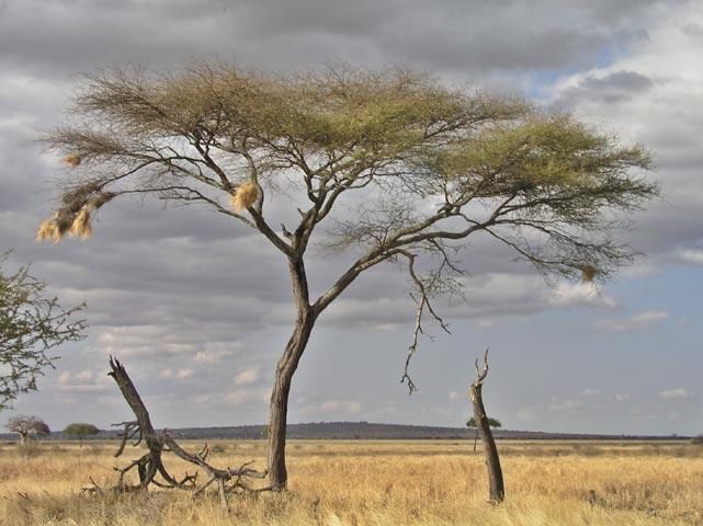 The emphasis is on the animals, but some of the arboreal life in the parks is also very impressive.