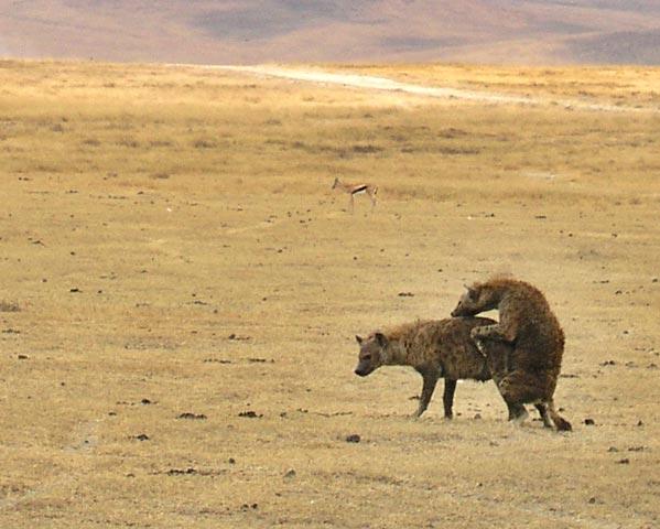 Not nature at it's finest