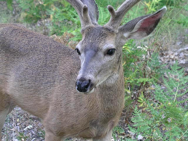 No big telephoto lens.  The deer just walked right on by.