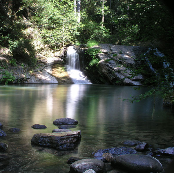 Butano State Park about 40 miles south of San Francisco.