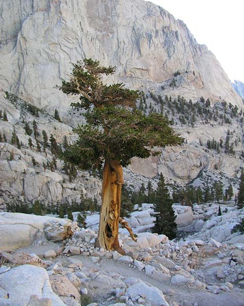 Mt Whitney - Tree