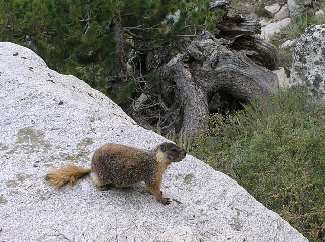 Cute fun creatures.  You cant tell scale from this photo, but they're the size of a small dog.