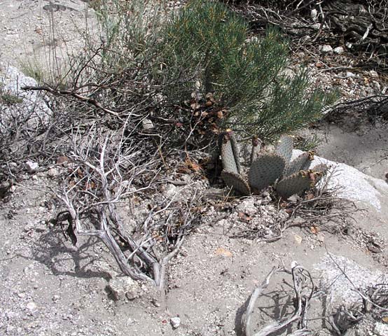 Well below the ice and snow you find a cactus beside the path.