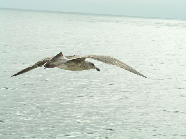 Birds in flight