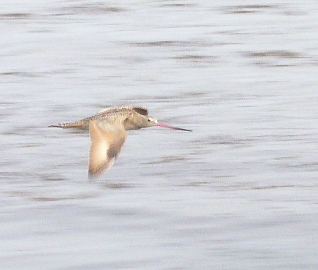 Birds in flight