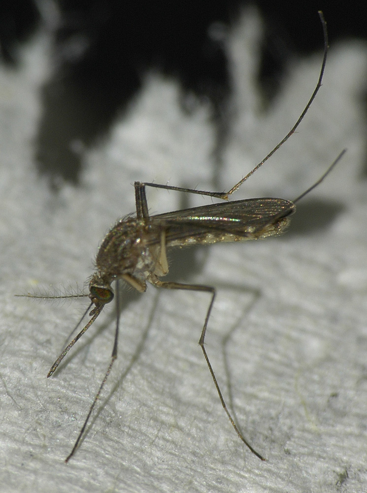 Shot with internal flash and assistance from a mini-LED flashlight.  It's not a great shot artistically, but as a macro it's my best result so far.