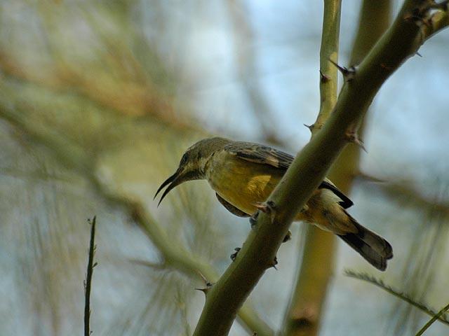 Birds of Omorate - Sunbird