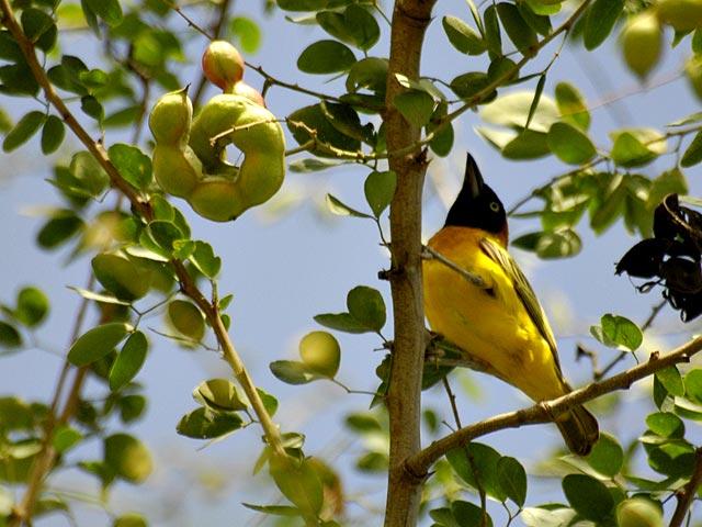 Birds of Omorate - Weaver