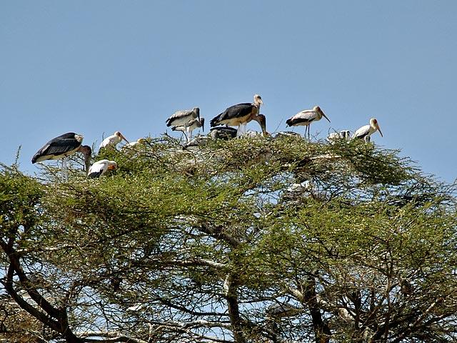 Too many storks for one tree.