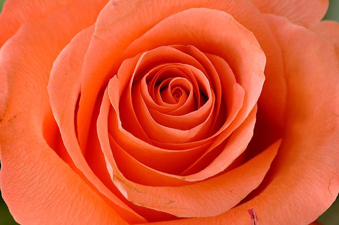 Rose - Addis Ababa