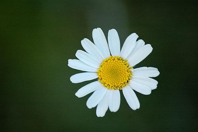 Daisy - Addis Ababa
