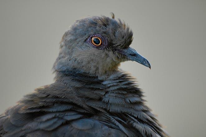 Pigeon Portrait - Addis Ababa