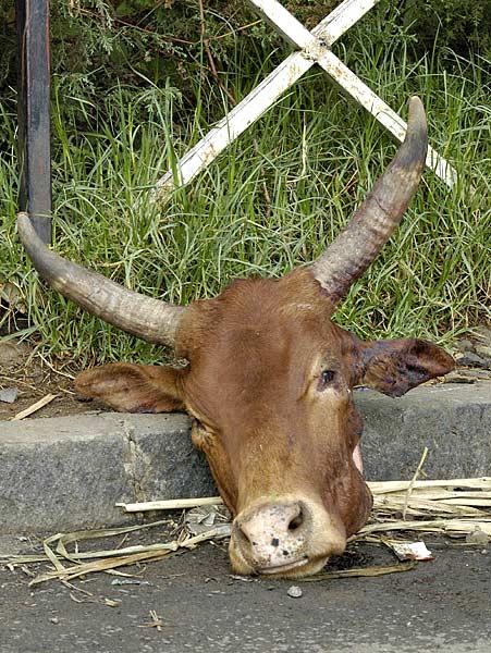 After months without meat, Addis Ababa binged.  Leftover animal body parts were scattered all over town at the end of Lent.