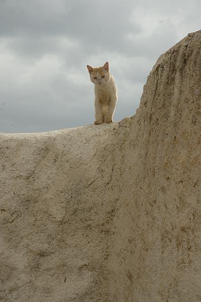 Cute kitten in Harrar.