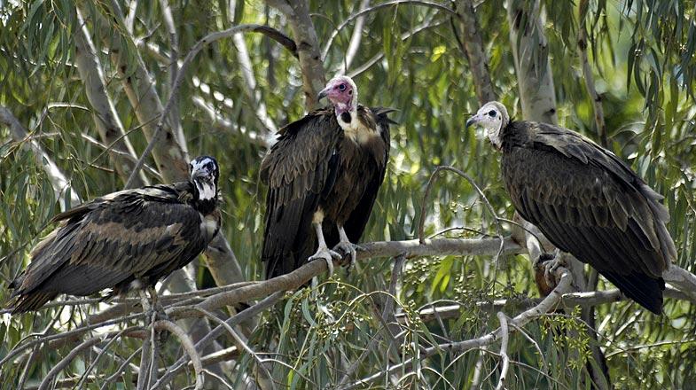 Vultures hanging out in Harrar.