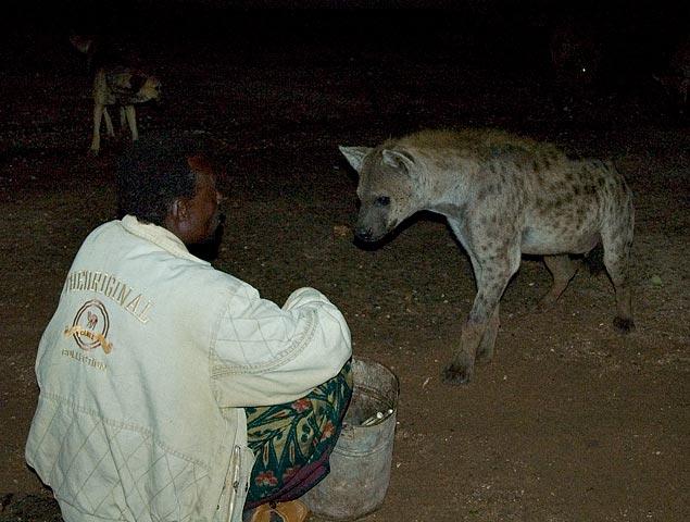 The famous Hyena Man of Harrar feeding a hyena.