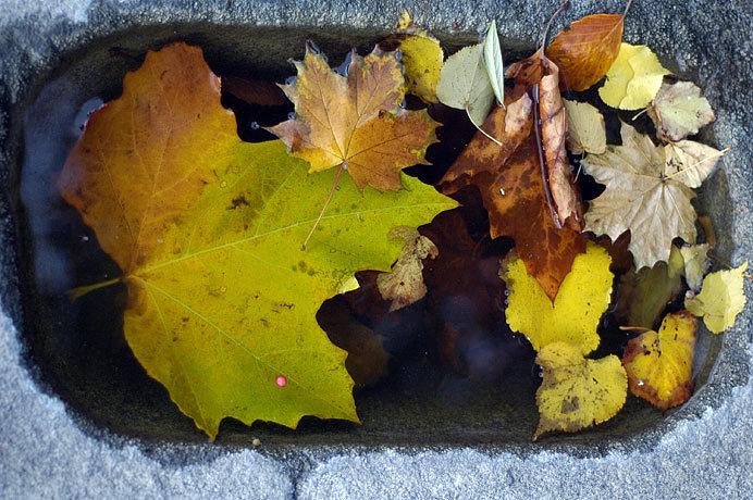 The Start of Winter - leaves in a frozen pool.