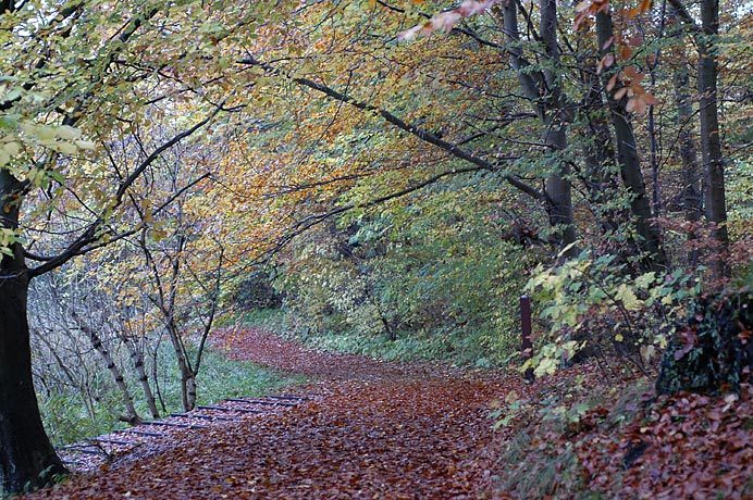 Fall Colors in the forest behind our house in Skodsborg.