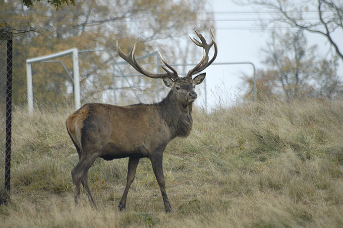 There is a big herd of these Red Deer who live in a reserve along Eremitage Castle.