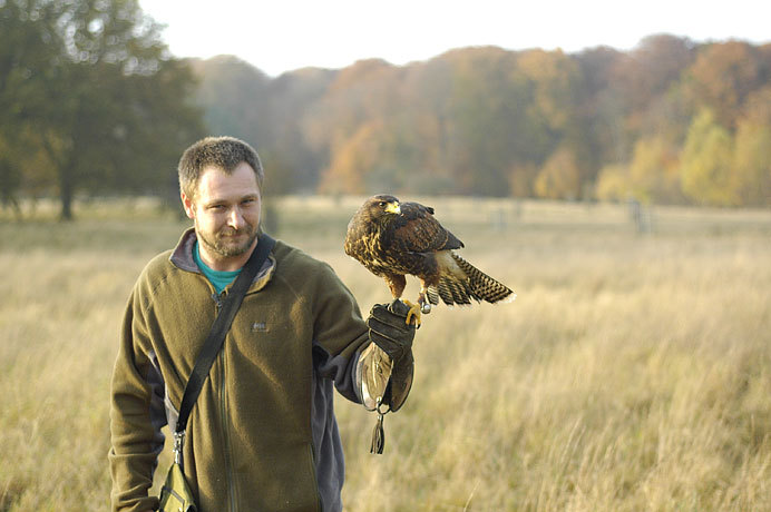 A falconeer with a beautiful bird.