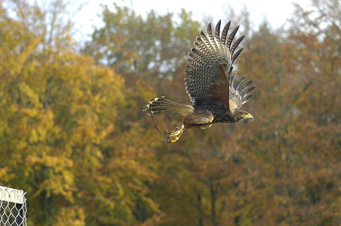 A beautiful bird!