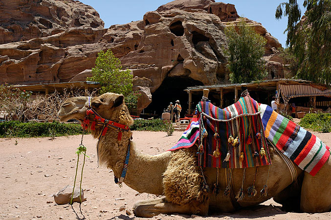 Camel at the Monastery