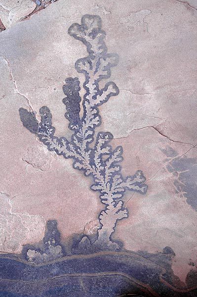 I have no idea what caused this fractal design in the rock, but it's amazing.  Anyone know?