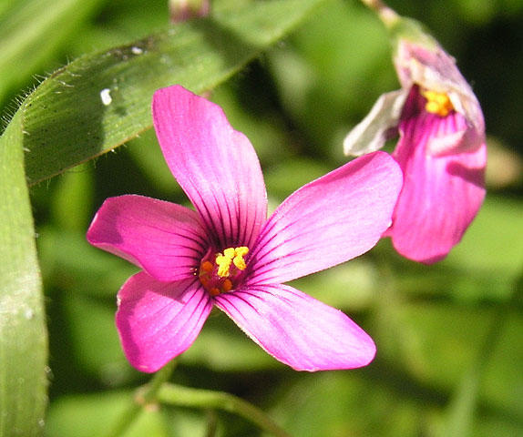 A macro shot of a flower.
