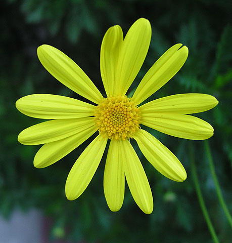Another macro shot of a flower.