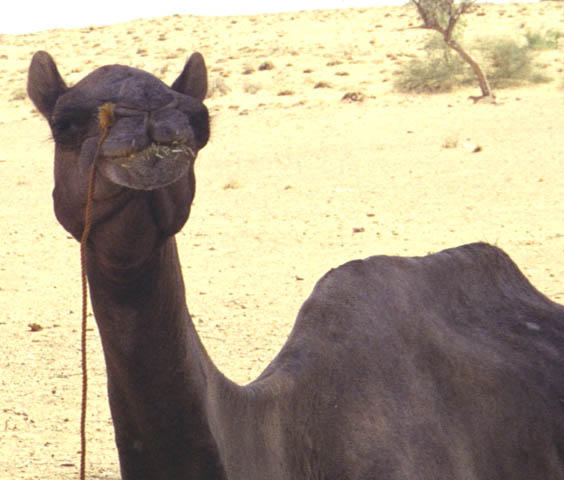 Camel
